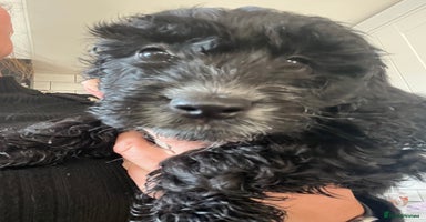 Cockapoo dogs - Advert 11