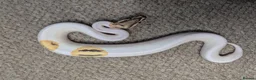 Python Snake reptiles for sale: 2026 Royal Python Hatchlings - Advert 9