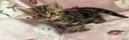 British Shorthair cats for sale: British shorthair X tabby x2 Girls  in Ross-on-Wye - Advert 7