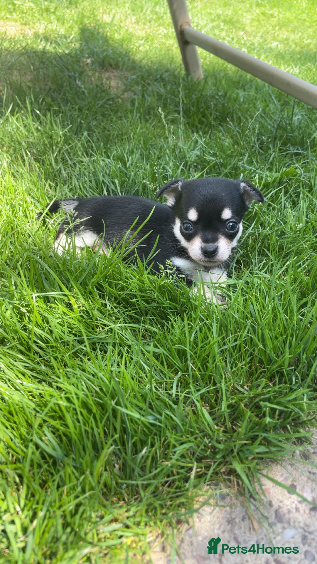 Chihuahua dogs for sale: Pure bred chihuahua pups for reserve - Image 14