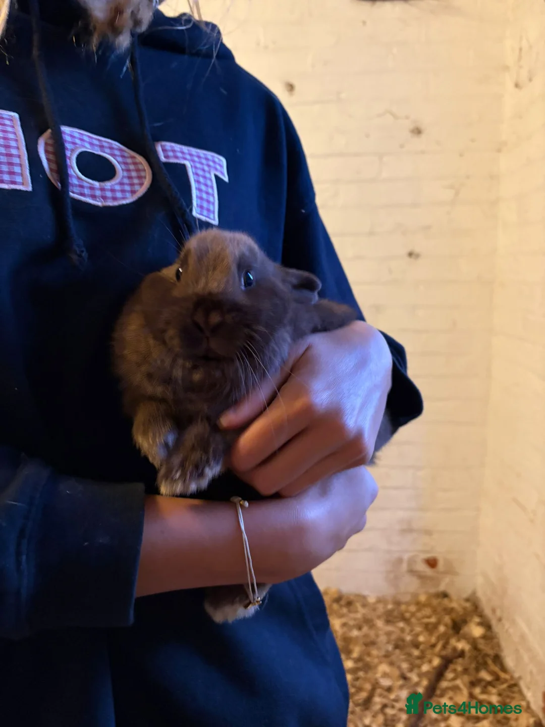 Netherland Dwarf rabbits for sale: Pedigree Rabbits (Dwarf X Lionhead) in Southampton - Advert 4