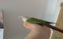 Conures birds for sale: 2 green cheek conures 1 pineapple and 1 cinnamon  - Image 9