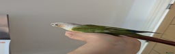Conures birds for sale: 2 green cheek conures 1 pineapple and 1 cinnamon  - Advert 9