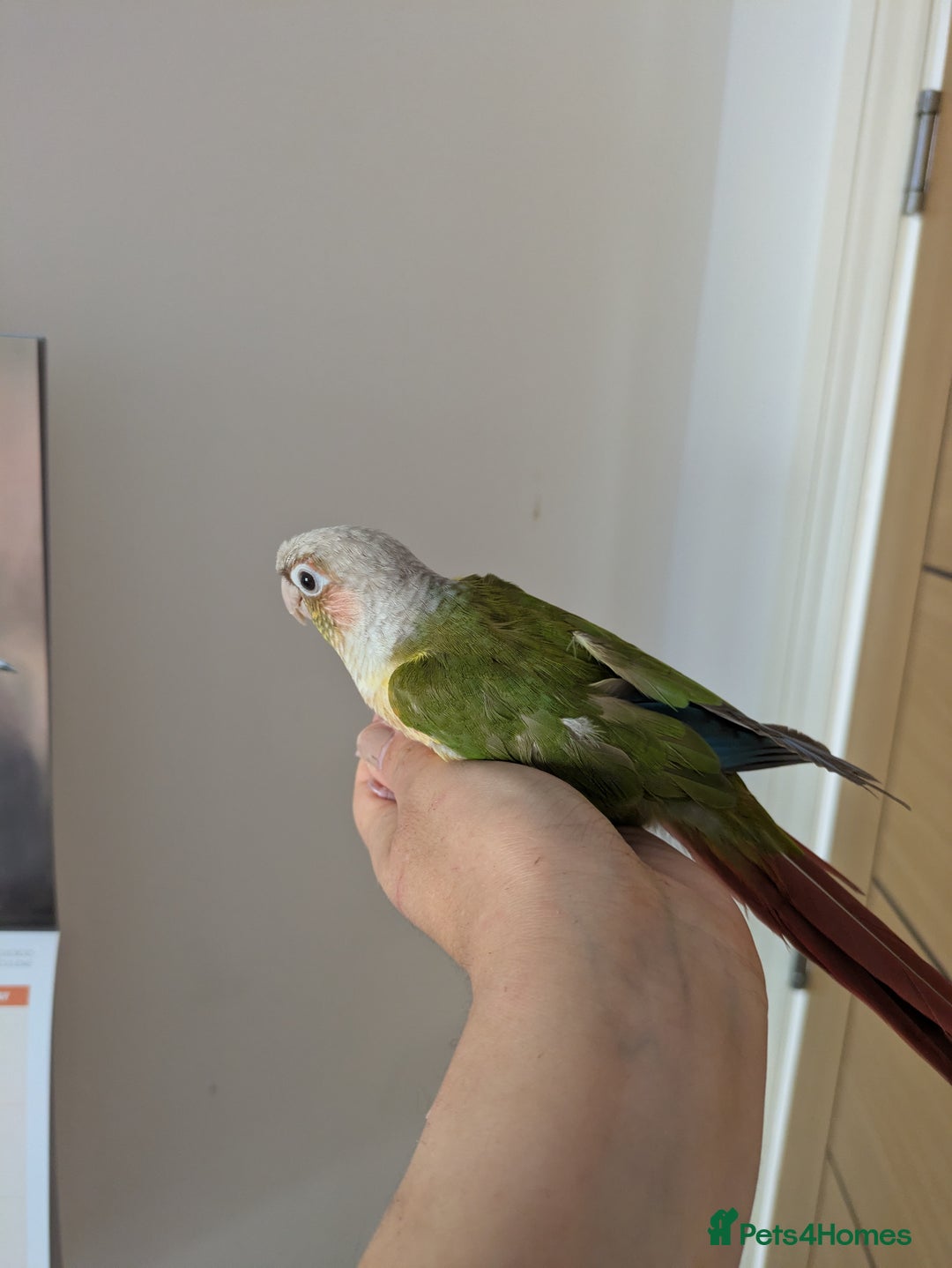Conures birds for sale: 2 green cheek conures 1 pineapple and 1 cinnamon  - Image 9