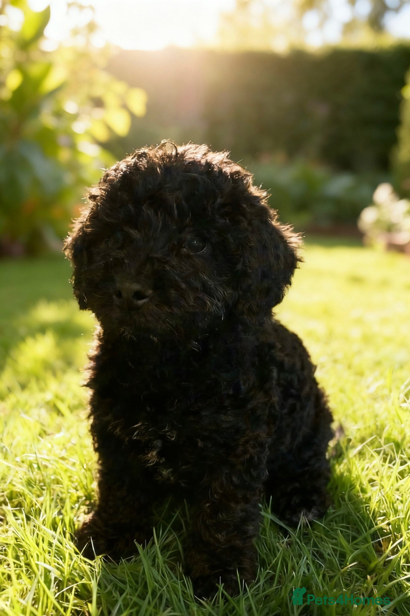 Cockapoo dogs Toy cockapoo puppies ready now - Advert 6