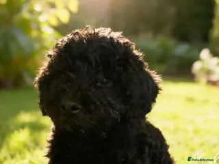 Cockapoo dogs Toy cockapoo puppies ready now - Advert 6