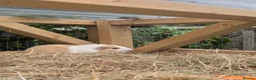 Guinea Pig rodents for sale: Young boy guinea pig  - Advert 7