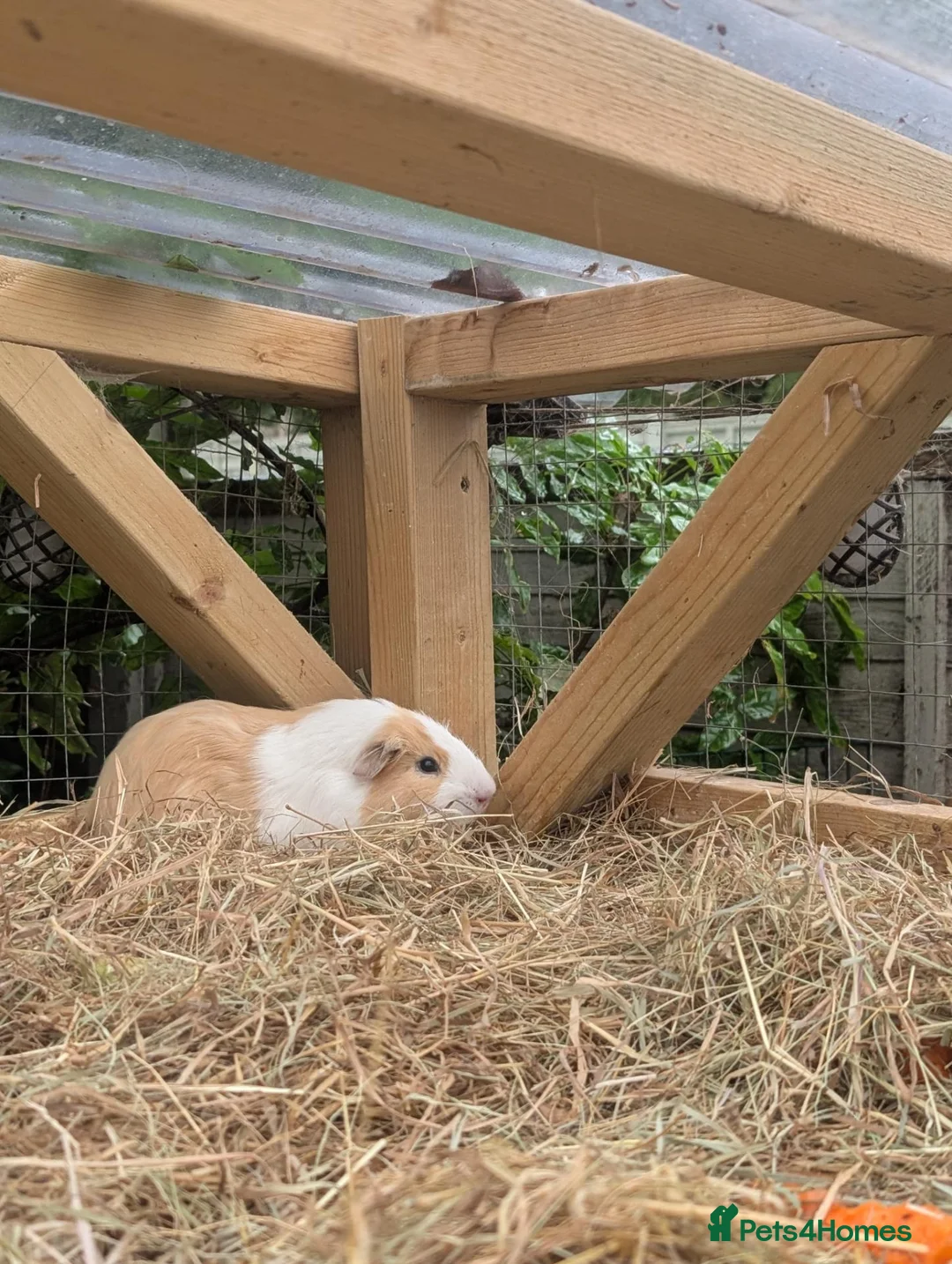 Guinea Pig rodents for sale: Young boy guinea pig  - Advert 7