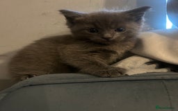 Ragdoll cats for sale: 2 adorable 1/4 ragdoll kittens available  - Image 8