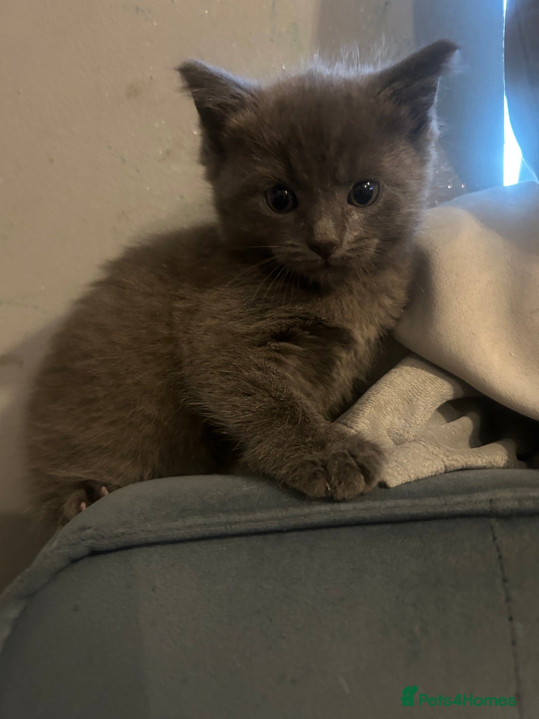 Ragdoll cats for sale: 2 adorable 1/4 ragdoll kittens available  - Image 8