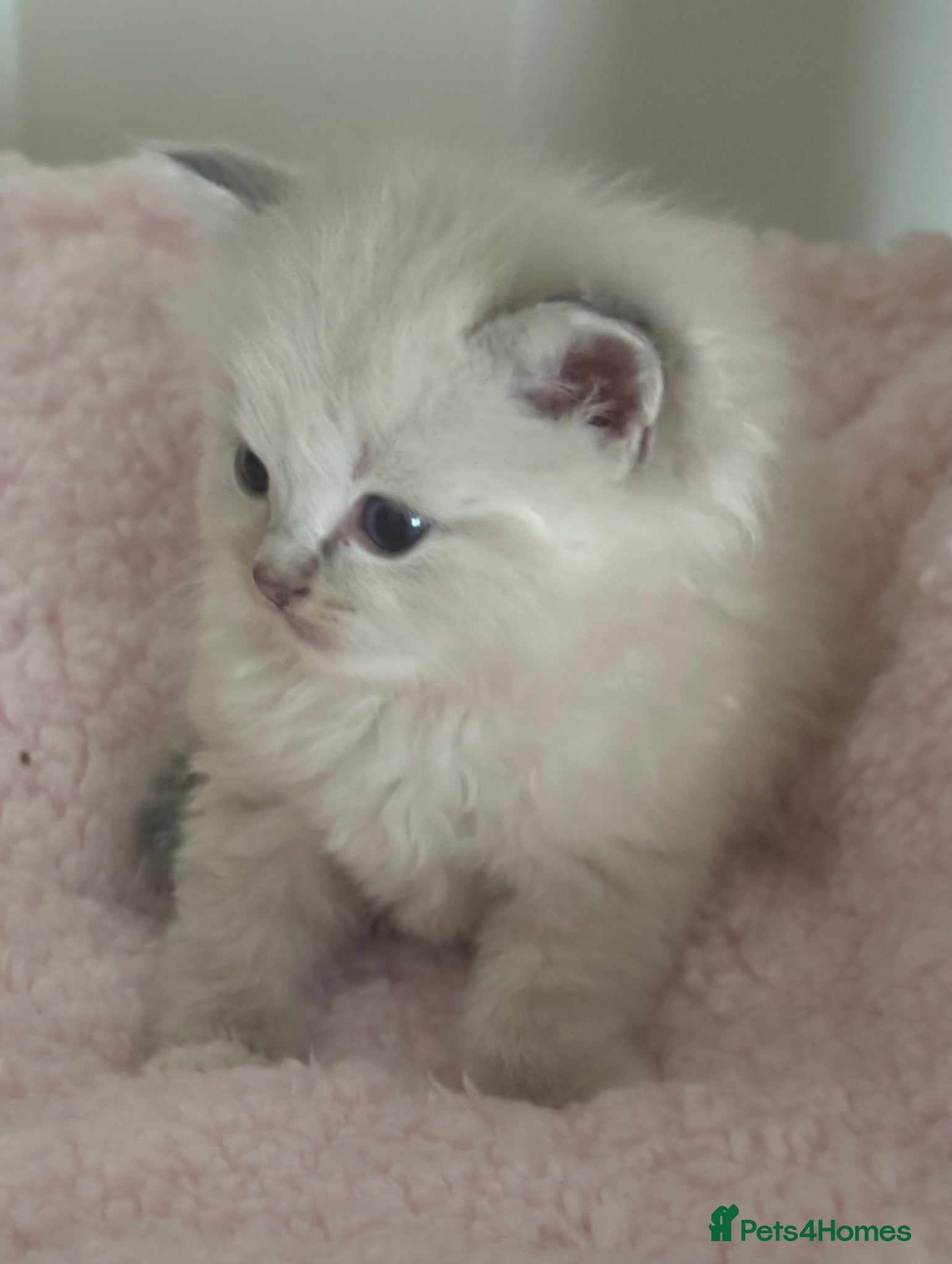 Ragdoll cats Beautiful gccf blue tabby mitted boy available 💙 - Advert 18