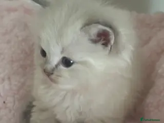 Ragdoll cats Beautiful gccf blue tabby mitted boy available 💙 - Advert 18