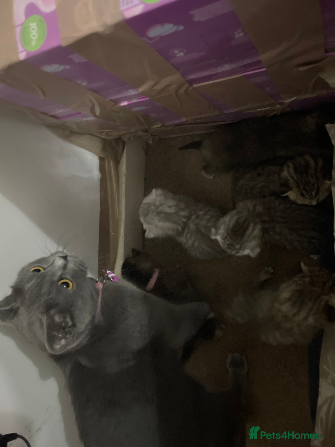 Scottish Fold cats for sale: Scottish fold kittens - Image 20