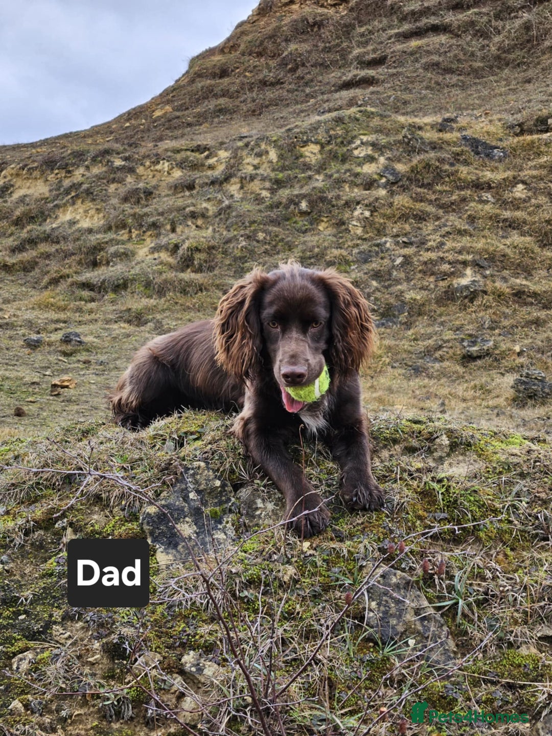 Cocker Spaniel dogs for sale: Cocker spaniel Puppies Males and females - Image 11