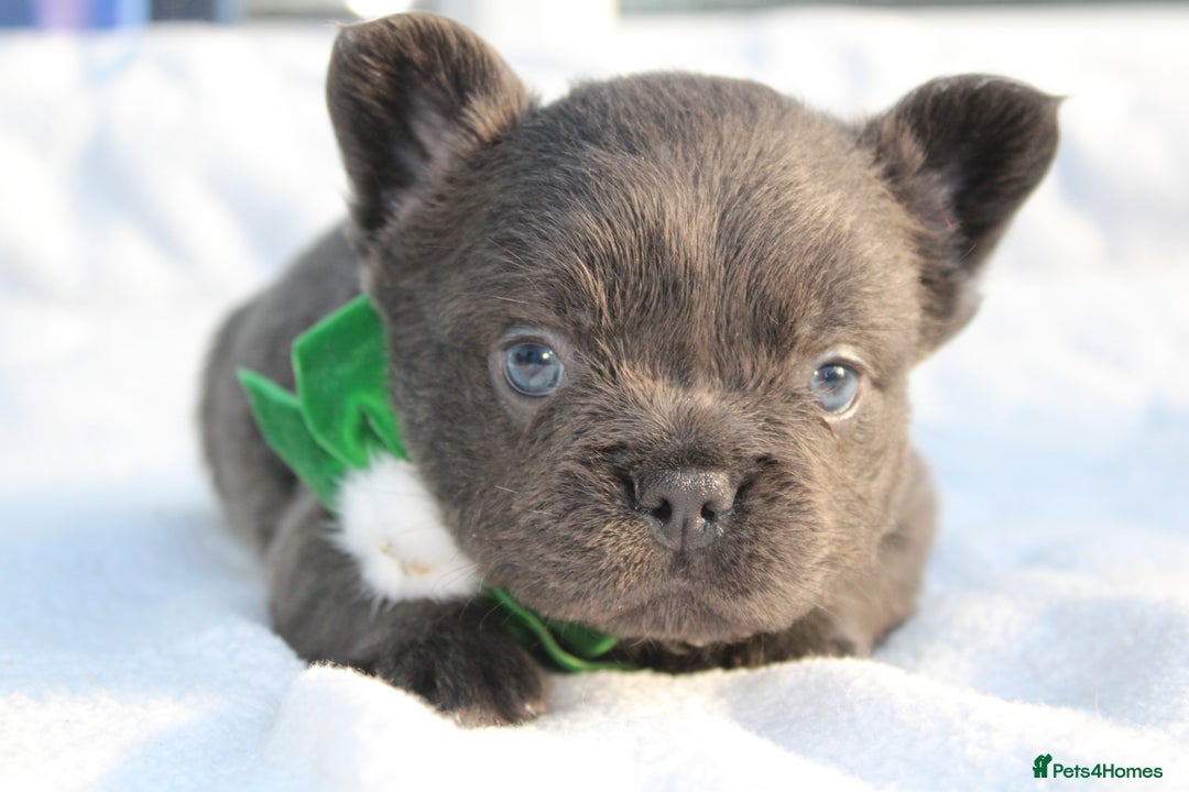 French Bulldog dogs for sale: Fluffy frenchie ready to leave  - Advert 13