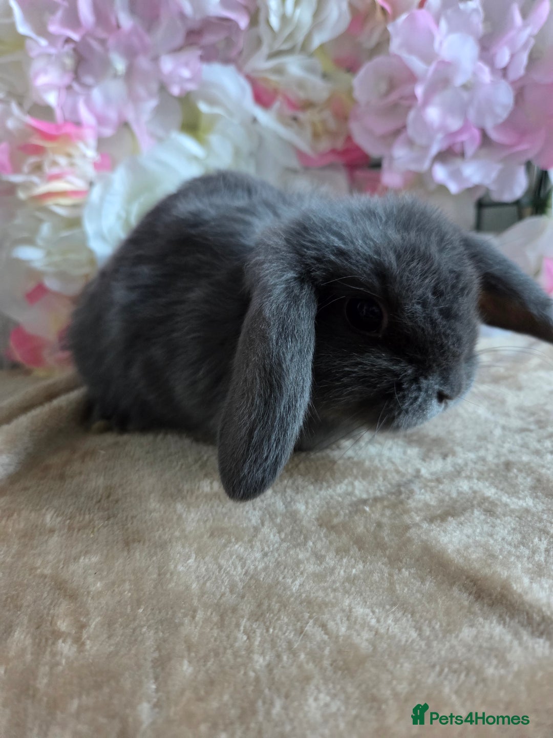 Mini Lop rabbits for sale: Mini lop & mini rex babies available  - Advert 13