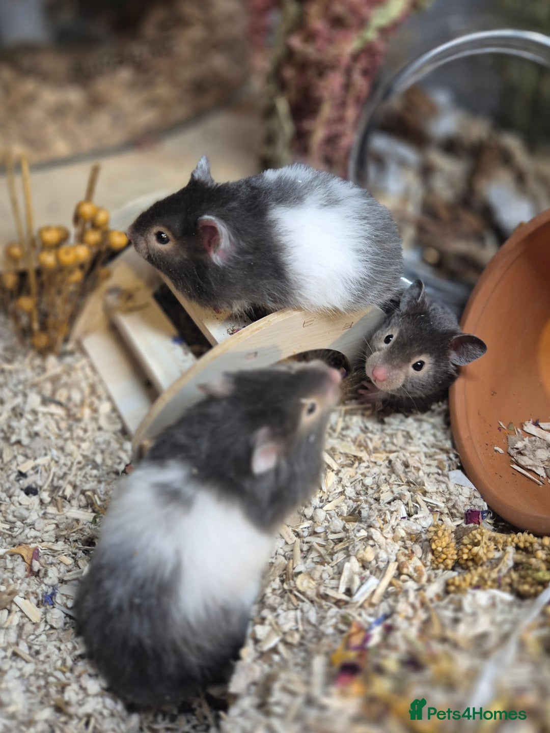Hamster rodents for sale: 8 week old Female Sable Pedigree Syrian Hamster - Image 3