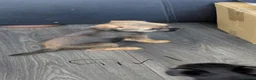 Border Terrier dogs for sale: 4 cracking puppies lookkng forever homes - Advert 4