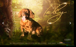 Cocker Spaniel dogs for sale: Beautiful KC working cocker spaniel puppies.  - Image 12
