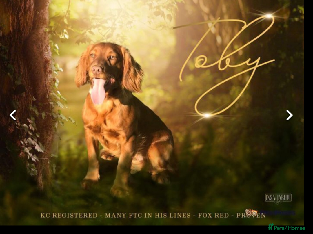 Cocker Spaniel dogs for sale: Beautiful KC working cocker spaniel puppies.  - Image 12