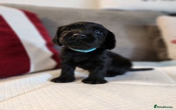 Cocker Spaniel dogs for sale: Cocker Spaniel Puppies🐕🐕 READY 30TH NOVEMBER 💙 - Advert 9