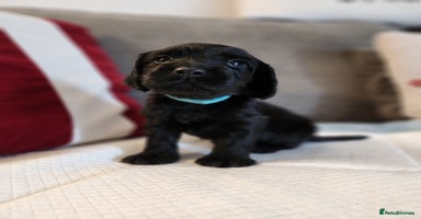 Cocker Spaniel dogs - Advert 1