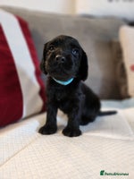 Cocker Spaniel dogs - Advert 1