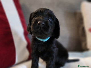 Cocker Spaniel dogs - Advert 8