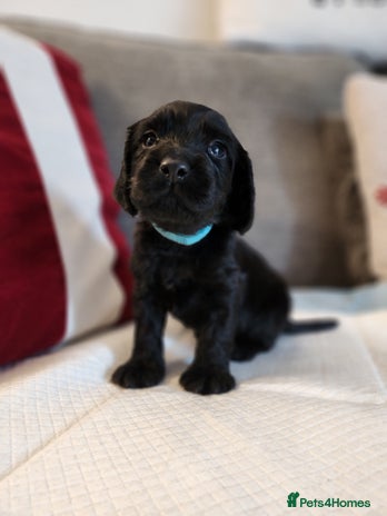 Cocker Spaniel dogs - Advert 8