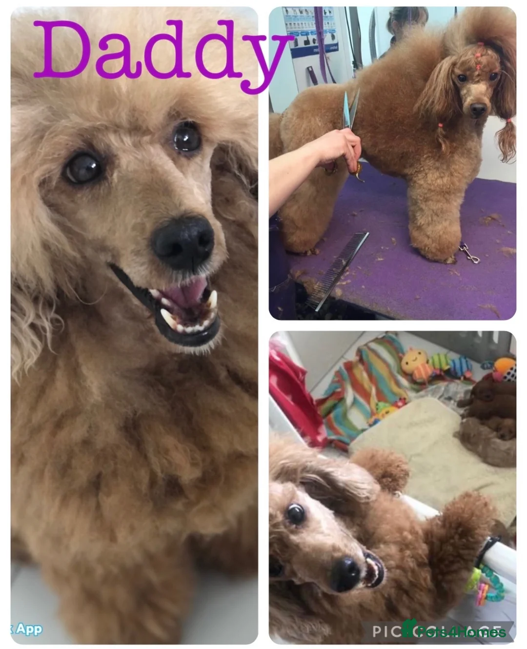 Cavapoo dogs for sale: 5 star licensed Cavapoo home breeder wait list  - Advert 2
