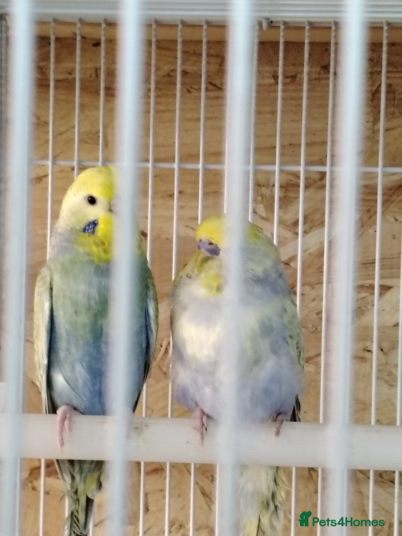 Budgerigars birds Rainbow budgies for sale - Advert 5