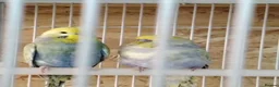 Budgerigars birds for sale: Rainbow budgies for sale - Advert 1