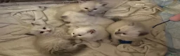 Ragdoll cats for sale: Ragdoll - Advert 13