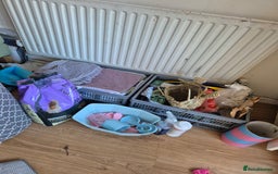 Guinea Pig rodents for sale: 3x male guinea pigs - Advert 10