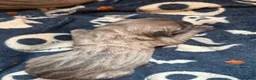 Cane Corso dogs for sale: SILVER BRINDLE pure bread Cane Corso pups  - Advert 12