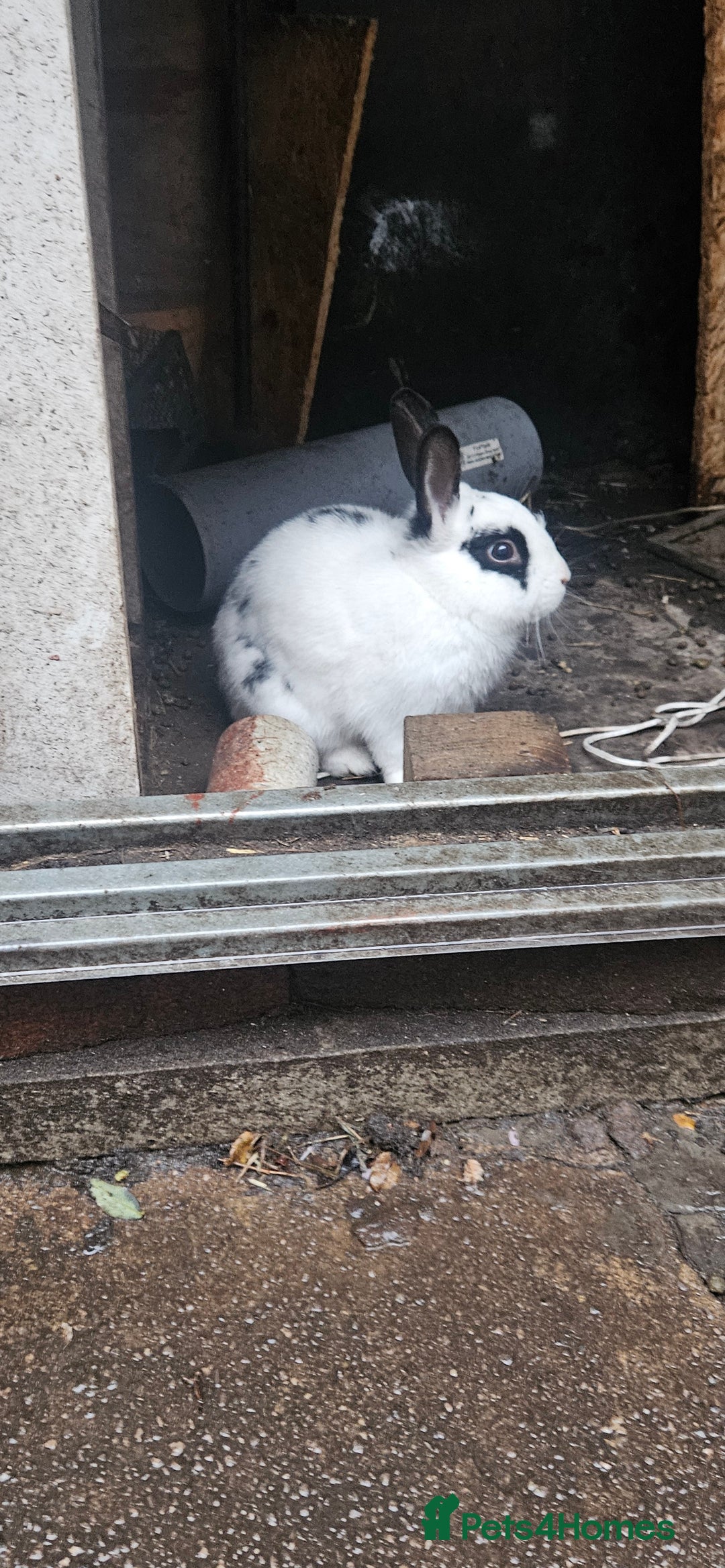 Mixed Breed rabbits for sale: 3 weeks old so cute 💕 - Advert 22