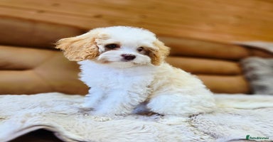 Cavapoo dogs - Advert 4