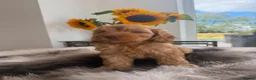 Cockapoo dogs for sale: (REDUCED) Chocolate and tan wrapped in cream  - Advert 4