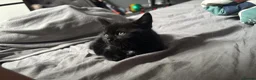 Bombay cats for sale: bombay kitten in Nottingham - Advert 4