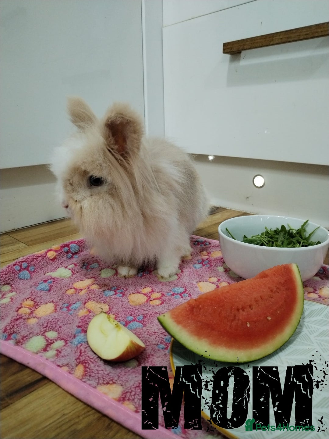 Lionhead rabbits for sale: Pure Breed Fluffy Double Mained Lionhead Kits - Image 15