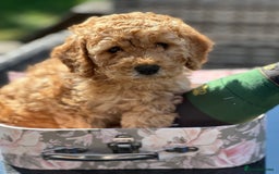 Cockapoo dogs for sale: Mini Cockapoo Puppies Kent - Image 22