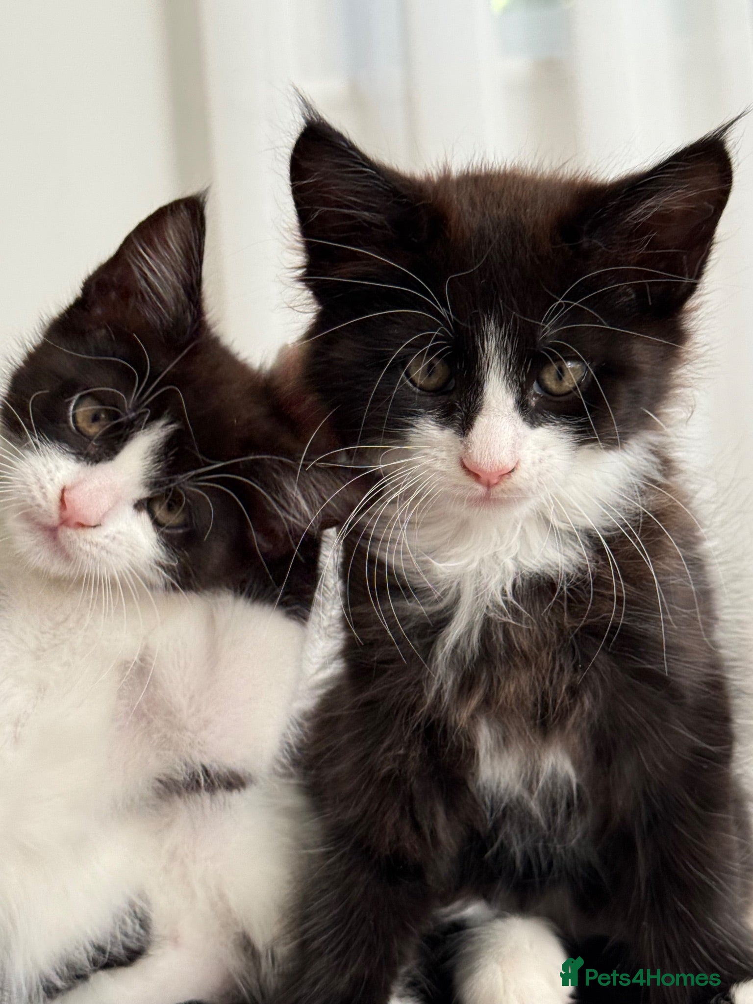 Mixed Breed cats Half Maine Coon Kittens - Beautiful Pair 🐾 - Advert 1