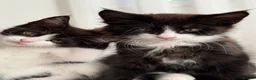 Mixed Breed cats for sale: Half Maine Coon Kittens - Beautiful Pair 🐾 - Advert 1
