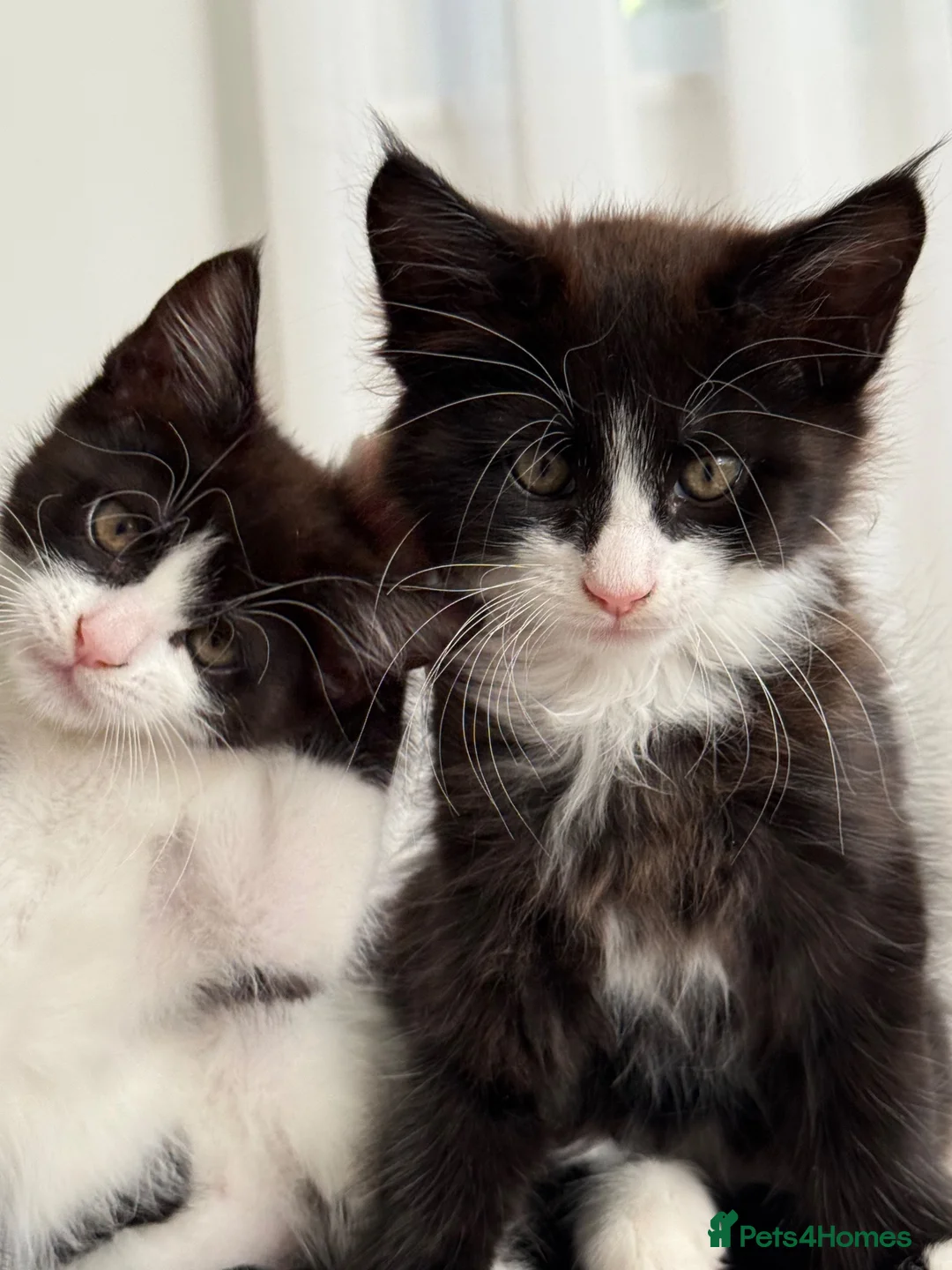 Mixed Breed cats for sale: Half Maine Coon Kittens - Beautiful Pair 🐾 - Advert 1