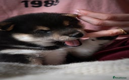 Japanese Shiba Inu dogs for sale: KC REGISTERED JAPANESE SHIBA INU PUPPY GIRL - Image 4