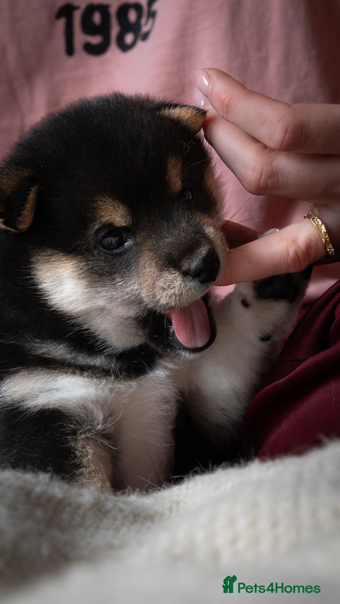 Japanese Shiba Inu dogs for sale: KC REGISTERED JAPANESE SHIBA INU PUPPY GIRL - Image 4