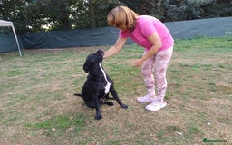 Mixed Breed dogs for adoption: Meet SHEAMUS - a handsome boy for a confident Home - Image 4