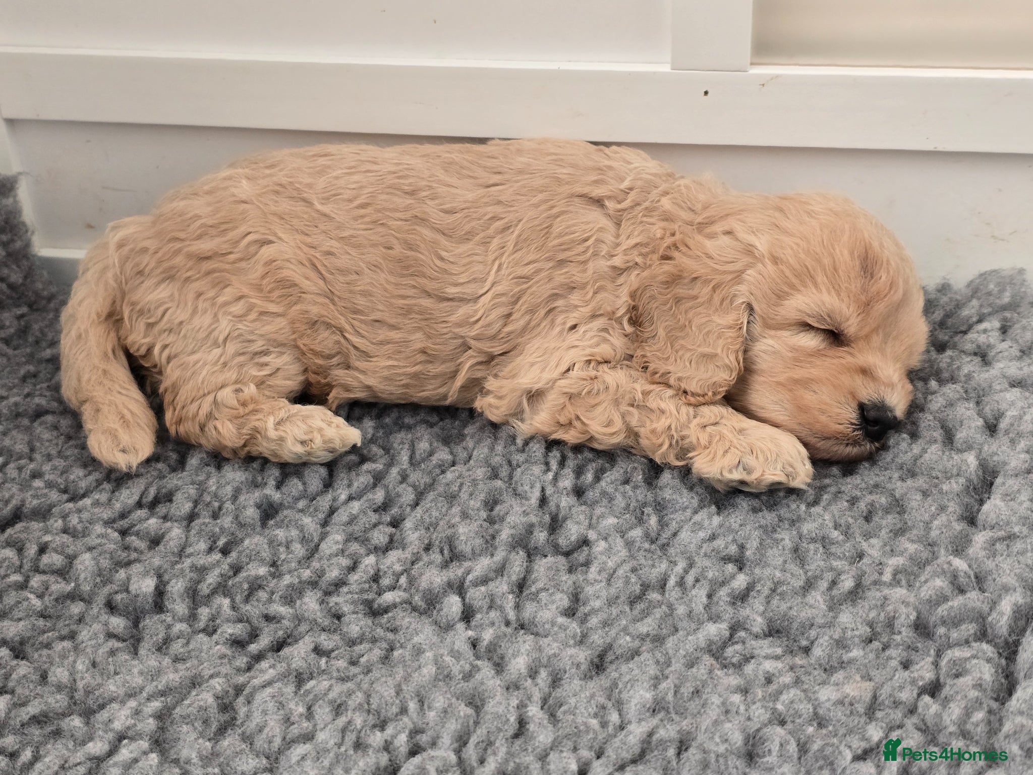 Mixed Breed dogs Stunning Cavapoochon puppies - Advert 7