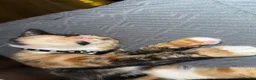 Mixed Breed cats for sale: 8 month old calico kitten  in London - Advert 9