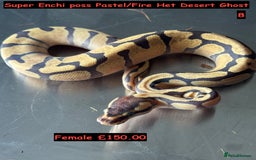Python Snake reptiles for sale: Baby Ball Python's - Advert 8
